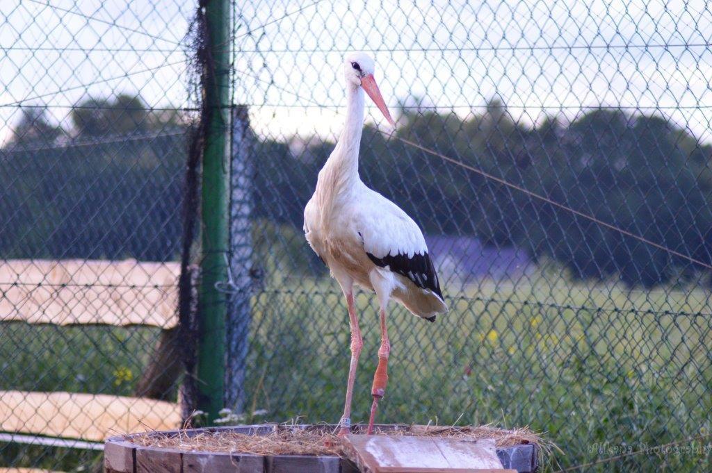 Agroturystyka Klekusiowo Boleslawiec  Exteriör bild