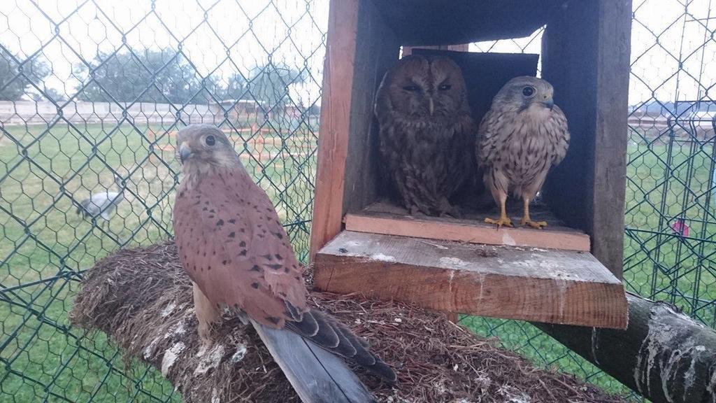 Agroturystyka Klekusiowo Boleslawiec  Exteriör bild