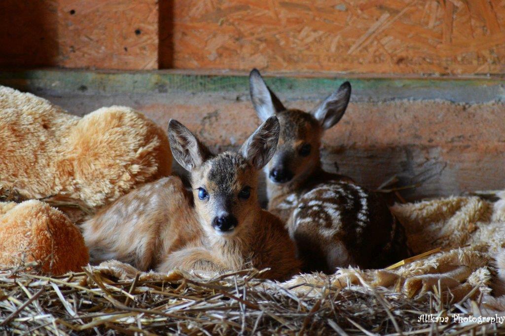 Agroturystyka Klekusiowo Boleslawiec  Exteriör bild